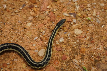 Garter Snake roaming around on the ground