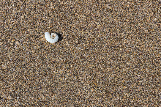 Conchiglia sulla spiaggia a Lanzarote