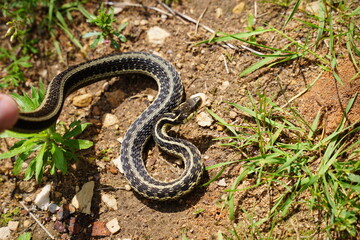 Garter Snake roaming around on the ground