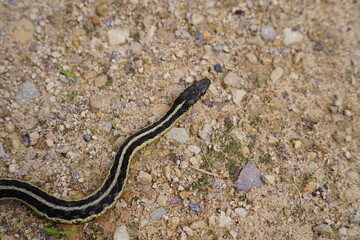 Obraz na płótnie Canvas Garter Snake roaming around on the ground