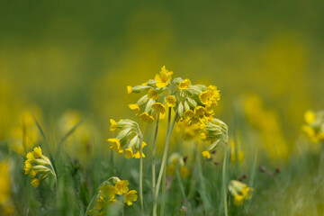Beautiful yellow flower of bitter gourd