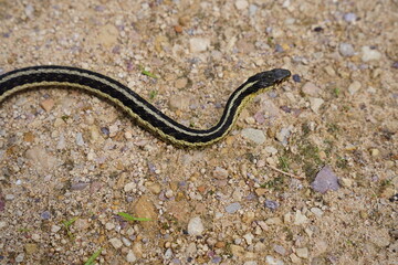 Garter Snake roaming around on the ground