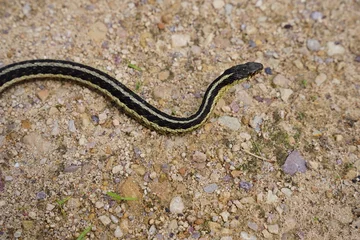 Foto op Aluminium Garter Snake roaming around on the ground © Aaron