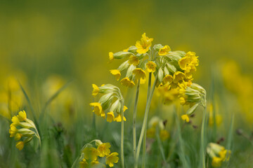 Beautiful yellow flower of bitter gourd