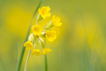 Beautiful yellow flower of bitter gourd