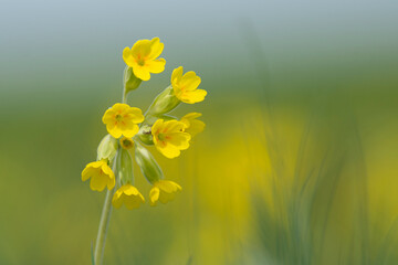 Fototapeta premium Beautiful yellow flower of bitter gourd