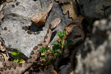 Vipera ammodytes
