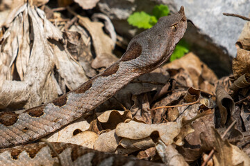 Vipera ammodytes