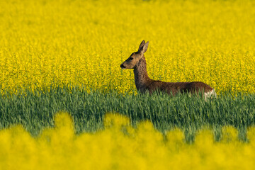 A deer in a field of yellow flowers