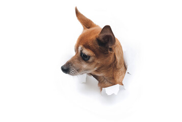 The head of a funny goggle-eyed dog climbs out through a hole in white torn paper and looks to the...