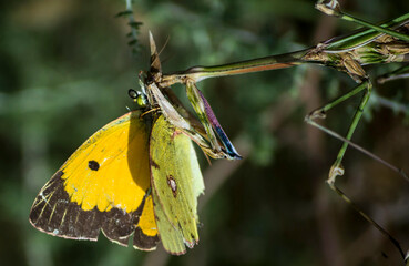 Mantis religiosa comiéndose una mariposa