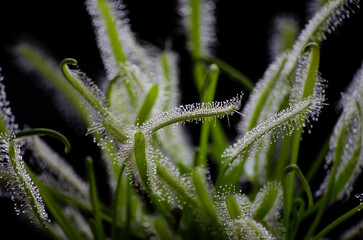 Capensis alba, planta carnívora impresionante 