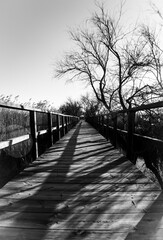Camino infinito con siluetas de arboles en blanco y negro