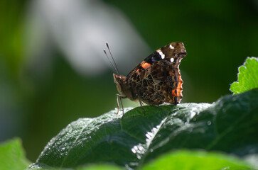 Mariposa naranja en primer plano