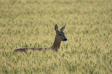 Roe deer in wheat