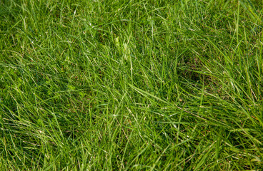 part of the field where green grass grows