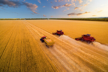 harvesters work on the field. wheat field at sunset