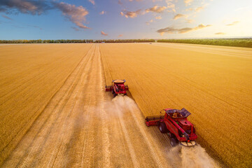 two red harvesters work on the field. wheat field during the harvest of wheat.  photo of a drone at sunset