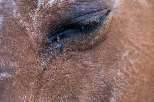 Close up look to a fly on an eye of a horse