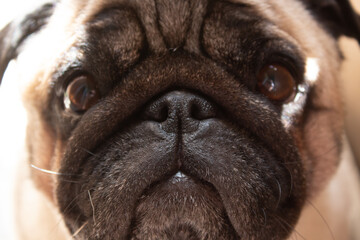close up of a pug