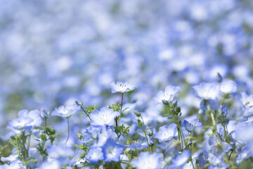 ネモフィラの花畑