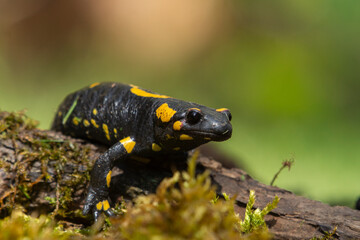 Salamander