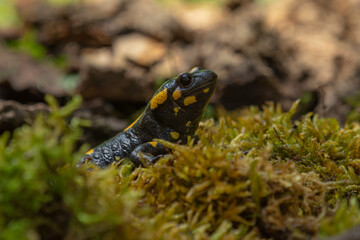 Salamander