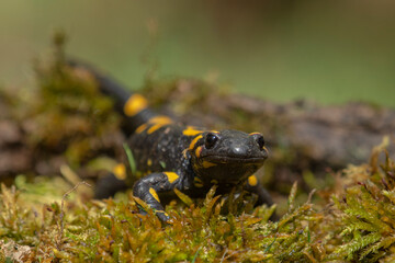Salamander