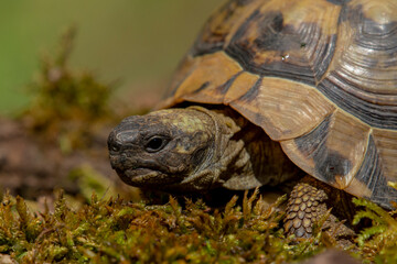 Turtle in the grass,