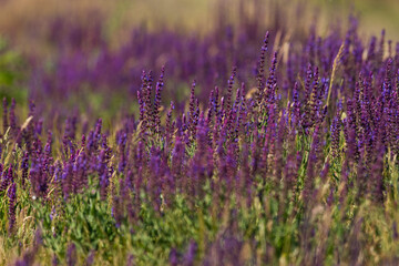 A field of spring wildflowers