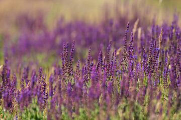 A field of spring wildflowers