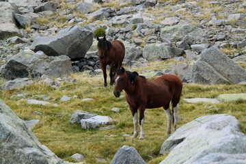 Caballos yegua