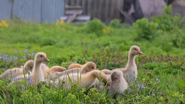 Little ducklings are resting on a green meadow in the sun. A flock of small ducklings chicks lies in the green grass. Farm, poultry farming. FullHD