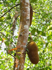 breadfruit tree in a spice farm in Zanzibar