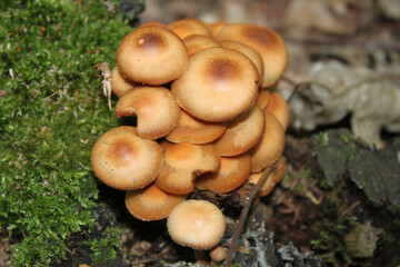 Mushrooms false mushrooms on a tree trunk covered with moss in the autumn forest close-up.