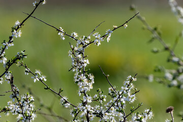 Cherry blossom