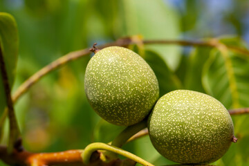 a couple of walnuts unripe on tree branches