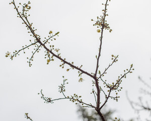 Cherry blossom in the spring
