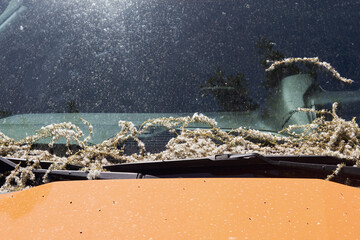 The car is polluted with fallen tree seeds, fluff and dirt from poplars on the car