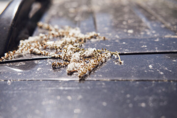 The car is polluted with fallen tree seeds, fluff and dirt from poplars on the car