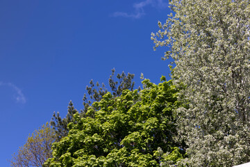 deciduous trees in the spring season with green foliage