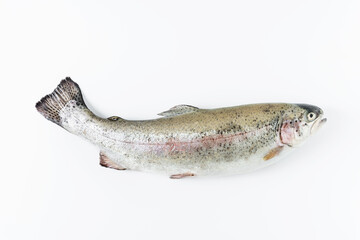 Rainbow trout on a white background.