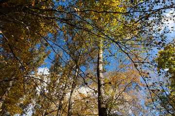 yellowed maple foliage on trees in the autumn season