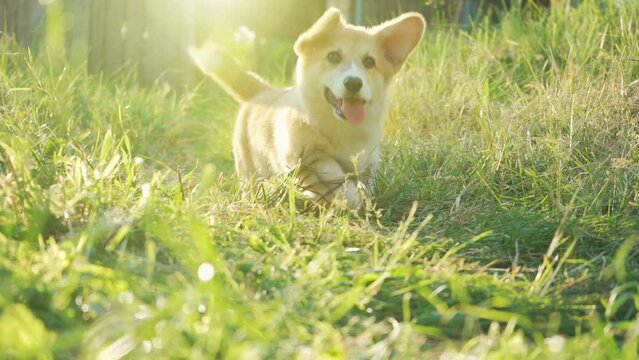 A little corgi puppy is fooling around on the street. Walking with the dog