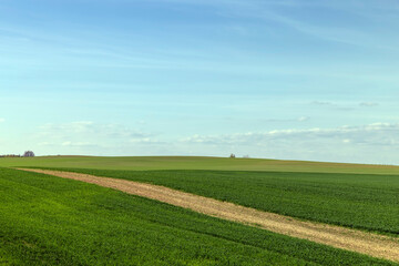 agricultural field where green unripe wheat grows