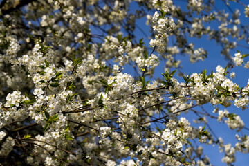 blooming white cherry blossoms in the spring season