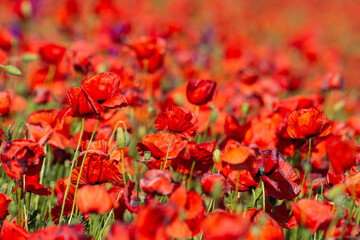 Beautiful red poppy fields
