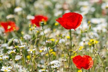 Beautiful red poppy fields