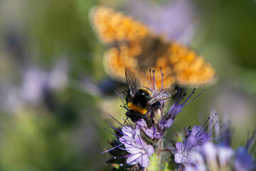 Beautiful butterfly on a flower