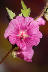 Purple wild flower blossom close up malva arborea family malvaceae modern botanical background high quality big size print